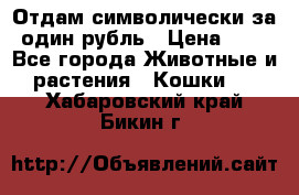 Отдам символически за один рубль › Цена ­ 1 - Все города Животные и растения » Кошки   . Хабаровский край,Бикин г.